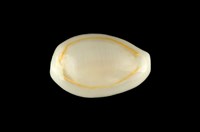 藏品(金環寶螺)的圖片